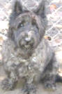 Adopt or Sponsor Lennox