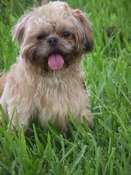 Shih Tzu Picture
