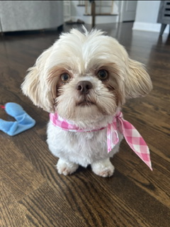 Dogs Petcurious Shih Tzu Clearance Shih Tzu Up For Adoption